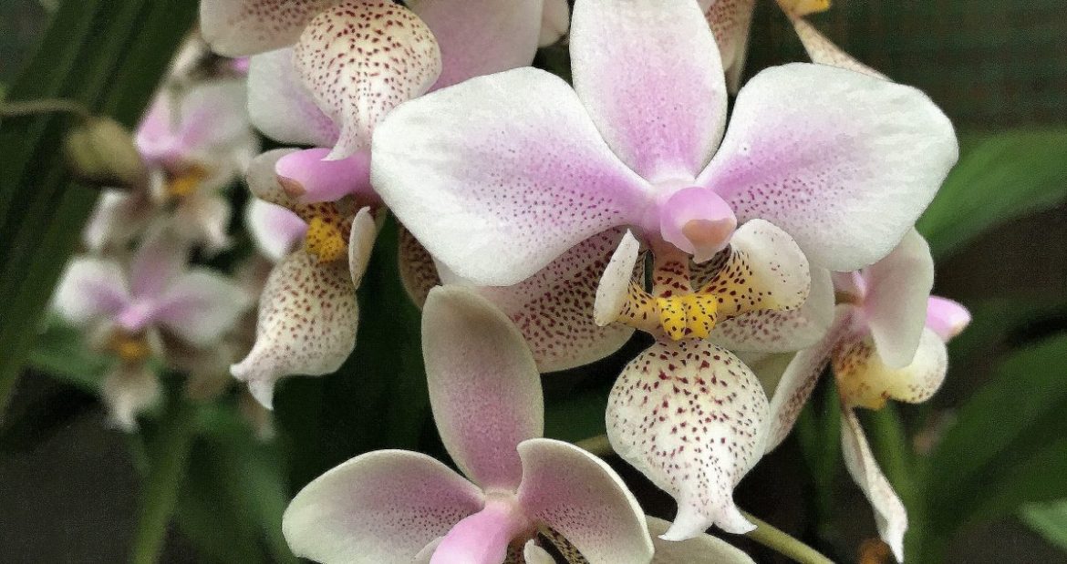 Орхидея Бабочка или Мотылек – Фаленопсис (Phalaenopsis ), виды, содержание