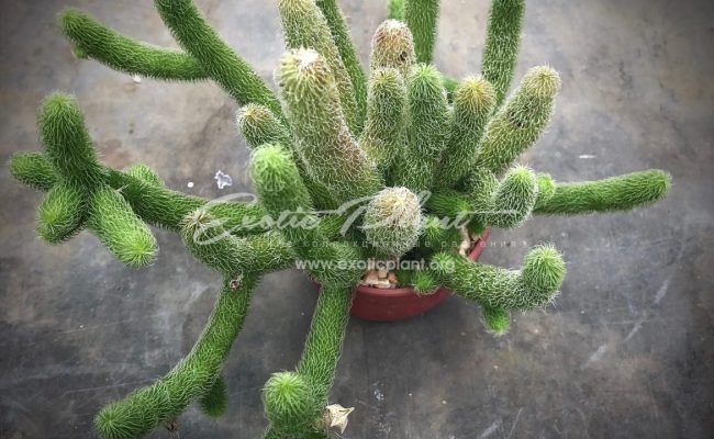stapelianthus pilosus_0415