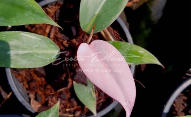 pink congo2