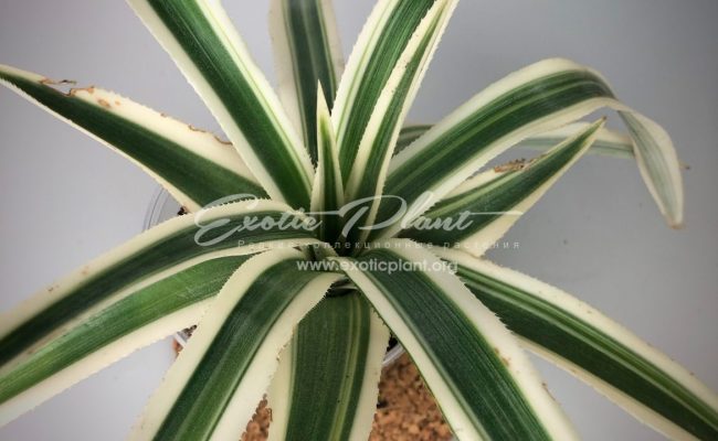 Ananas comosus ‘Variegatus’#1 75