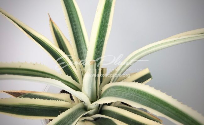 Ananas comosus ‘Variegatus’#2 75