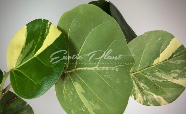 Cocoloba uvifera variegata 75