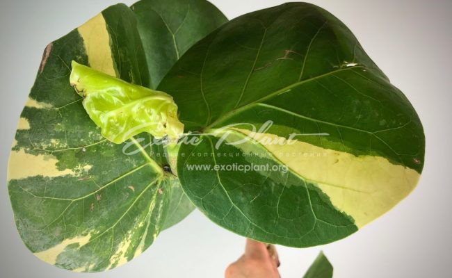 Cocoloba uvifera variegata 75