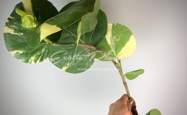 Cocoloba uvifera variegata 75