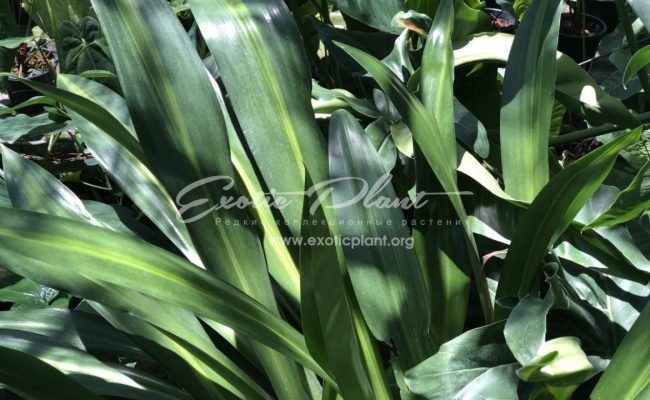 Crinum sp.(T01) Variegated 75