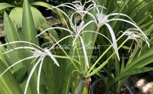 Crinum sp.(T01) Variegated 75