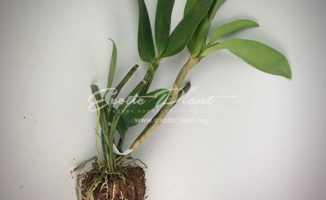 Dendrobium densiflorum Fragrant BS