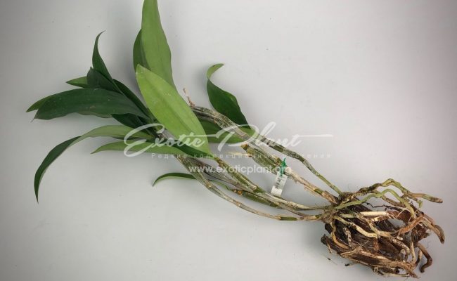 Dendrobium farmeri var. pink BS