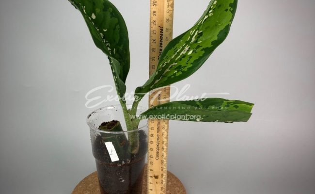 Dieffenbachia Dragon Scale#2 30