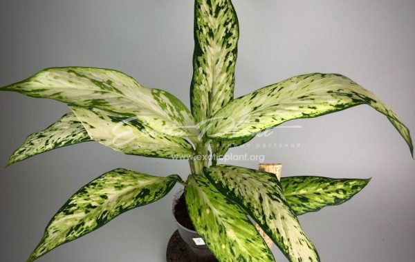 Dieffenbachia Star Bright / диффенбахия Стар Брайт, Яркая Звезда 20