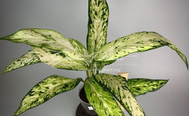 Dieffenbachia Star Bright#3 20