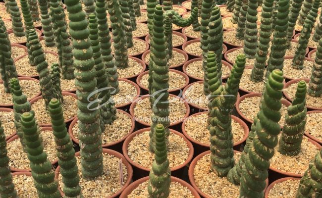 Eulychnia castanea f. varispiralis 100-150
