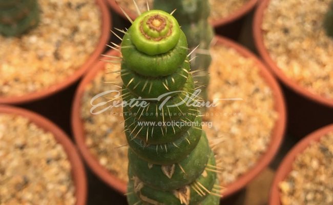 Eulychnia castanea f. varispiralis 100-150