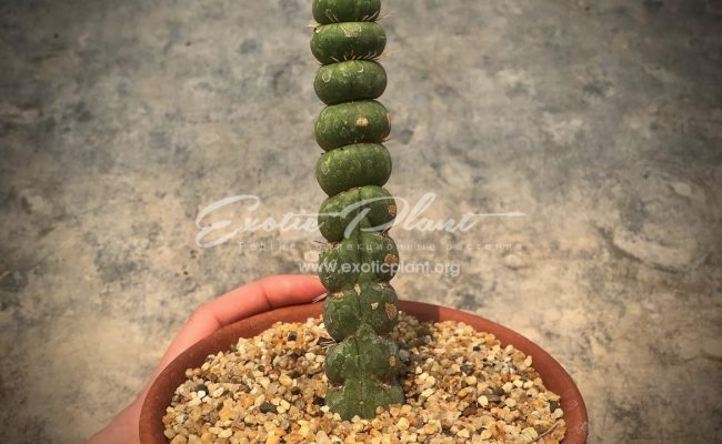 Eulychnia castanea f. varispiralis 100-150