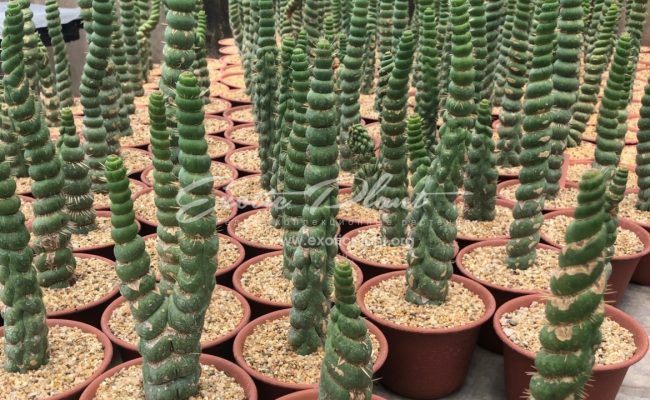 Eulychnia castanea f. varispiralis 100-150