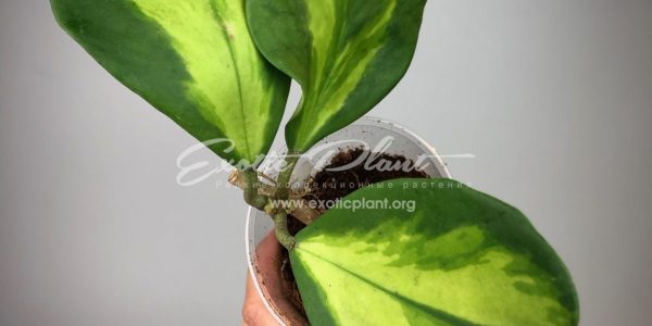 Hoya kerrii mediovariegata (129 )#3 14