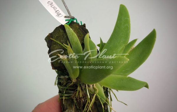 394 Oberonia pariniana BS 12-40