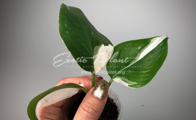 Philodendron White Knight 25-35
