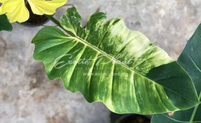 Philodendron pinnatifidum Golden variegated