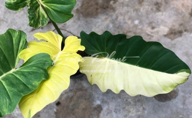 Philodendron pinnatifidum Golden variegated
