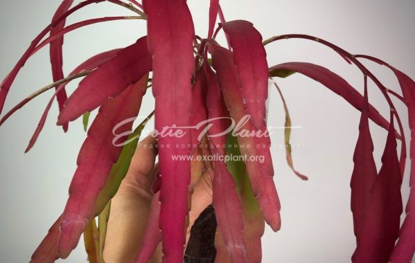 rhispalis ramulosa (red rhipsalis) 10 (укорененный черенок)-20 (молодое растение)-30(взрослое растение)