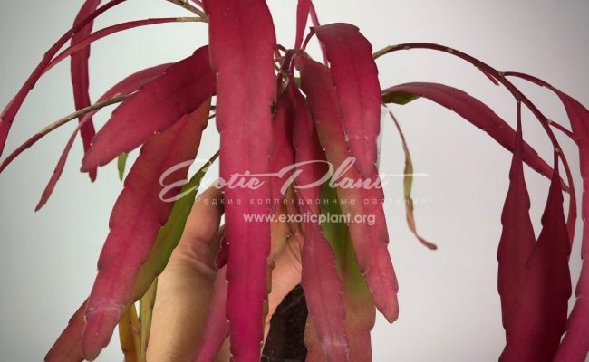 Rhipsalis ramulosa (Red rhipsalis)