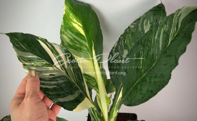 Spatithyllum cochlearispathum Sunny Sails (white form) = Spatithyllum Sensation white variegated №1 200