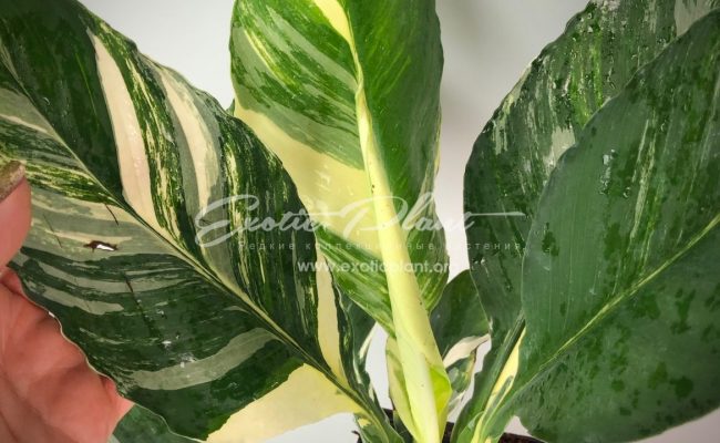Spatithyllum cochlearispathum Sunny Sails (white form) = Spatithyllum Sensation white variegated №1 200