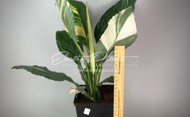Spatithyllum cochlearispathum Sunny Sails (white form) = Spatithyllum Sensation white variegated №1 200