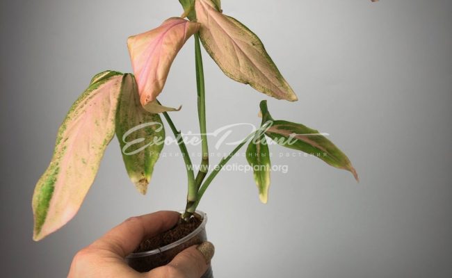 Syngonium Regina Red 7-9