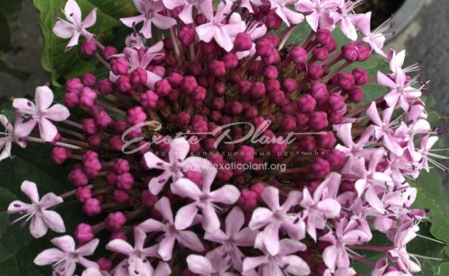 clerodendrum bungei