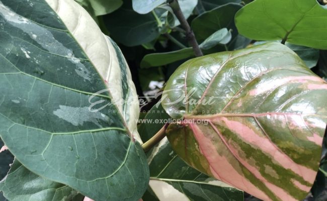 cocoloba unifera variegated
