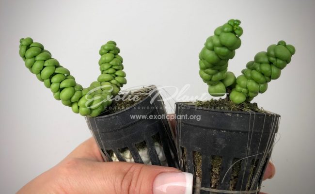 dischidia nummularia Bubbles (Ideaminubu) 15