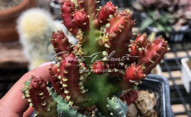 euphorbia lactea Red Monster 50