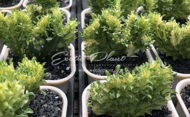 euphorbia lactea green and gold cristated 80