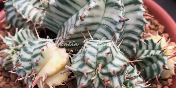 euphorbia meloformis variegated 100-300