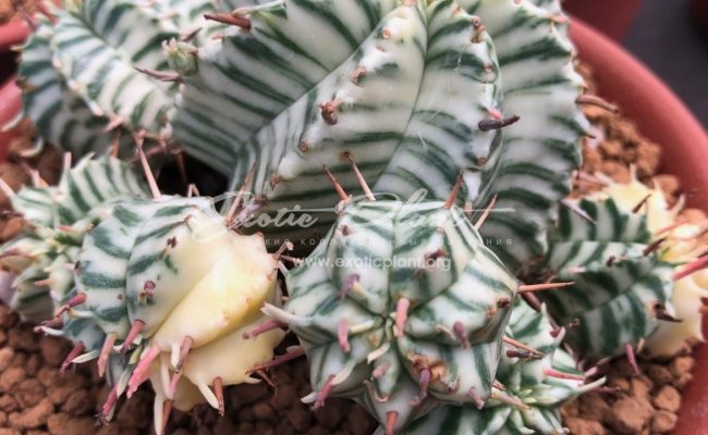 euphorbia meloformis variegated 100-300