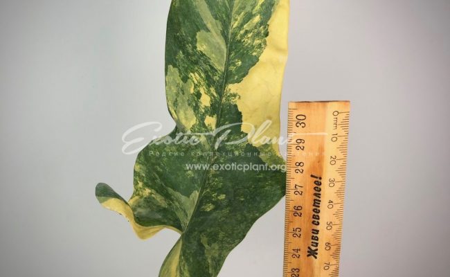 philodendron Hummels Gold variegated 75