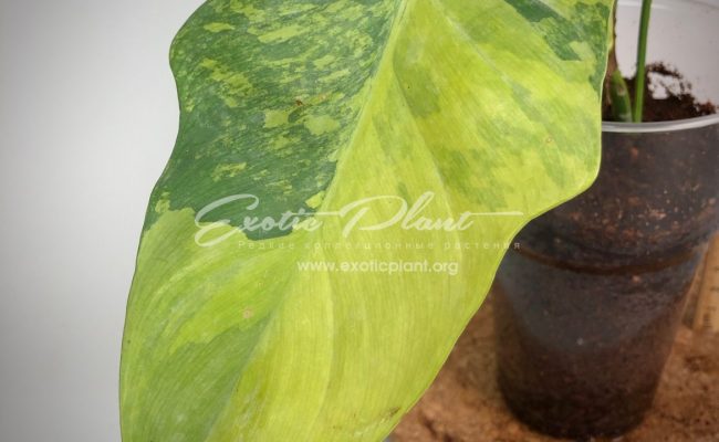 philodendron Hummels Gold variegated 75