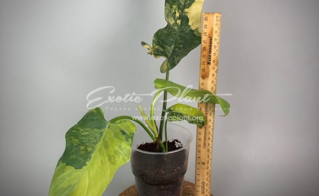 philodendron Hummels Gold variegated 75