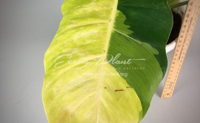 philodendron pinnatifidum golden variegated #2 220