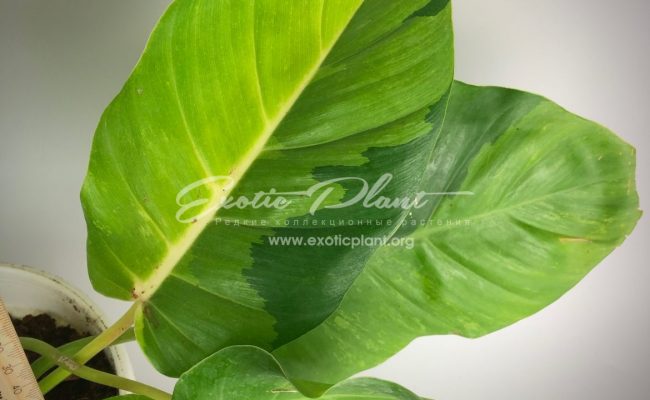 philodendron pinnatifidum golden variegated #2 220