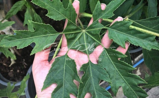 Trevesia burckii 35