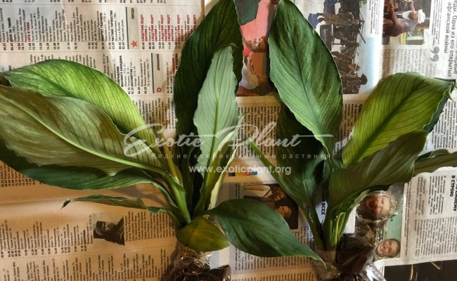 sample june 2019_6462