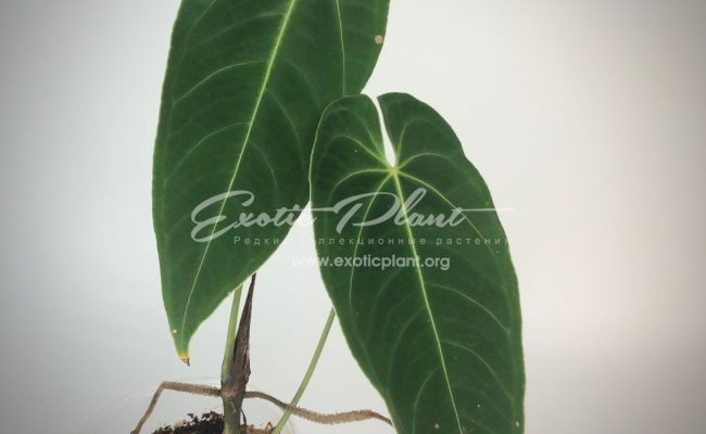 Anthurium marmoratum 150