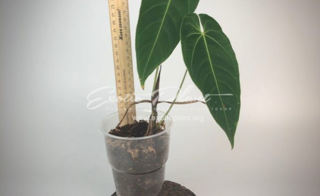 Anthurium marmoratum 150