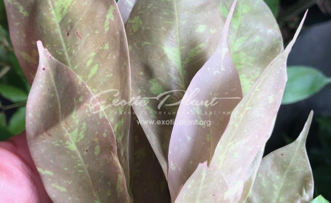 Brownea grandiceps 35