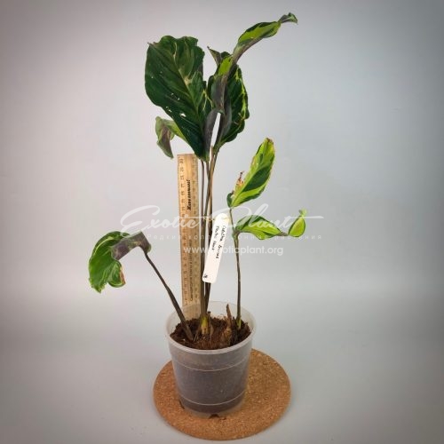 Calathea louisae Electric shock 23 | EXOTIC PLANT