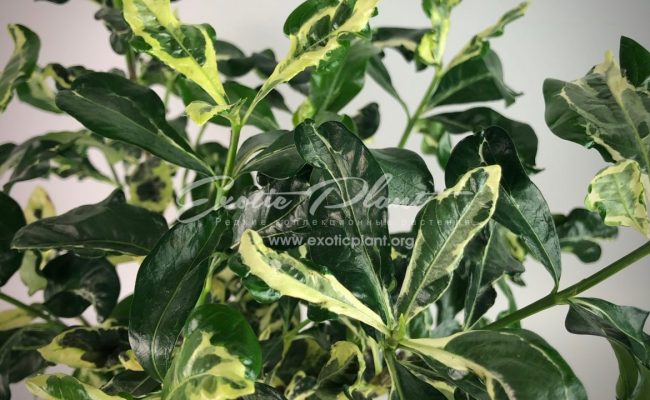 Gardenia angusta variegated 26
