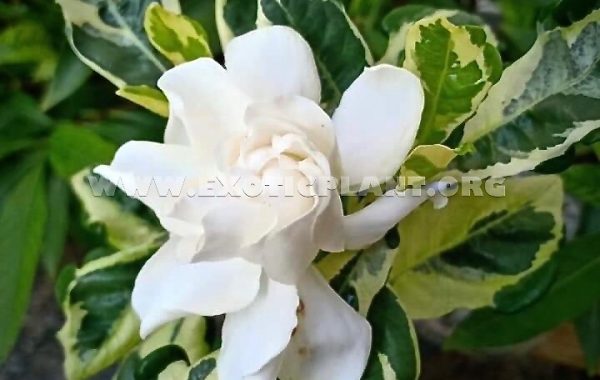 Gardenia angusta variegated 26